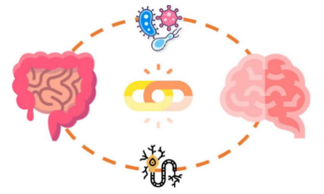 Capa do e-book sobre eixo intestino-cérebro