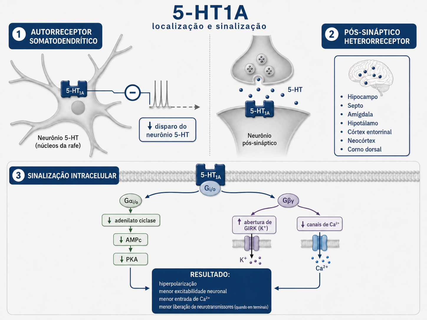 Diagrama da localização e sinalização do receptor serotoninérgico 5-HT1A