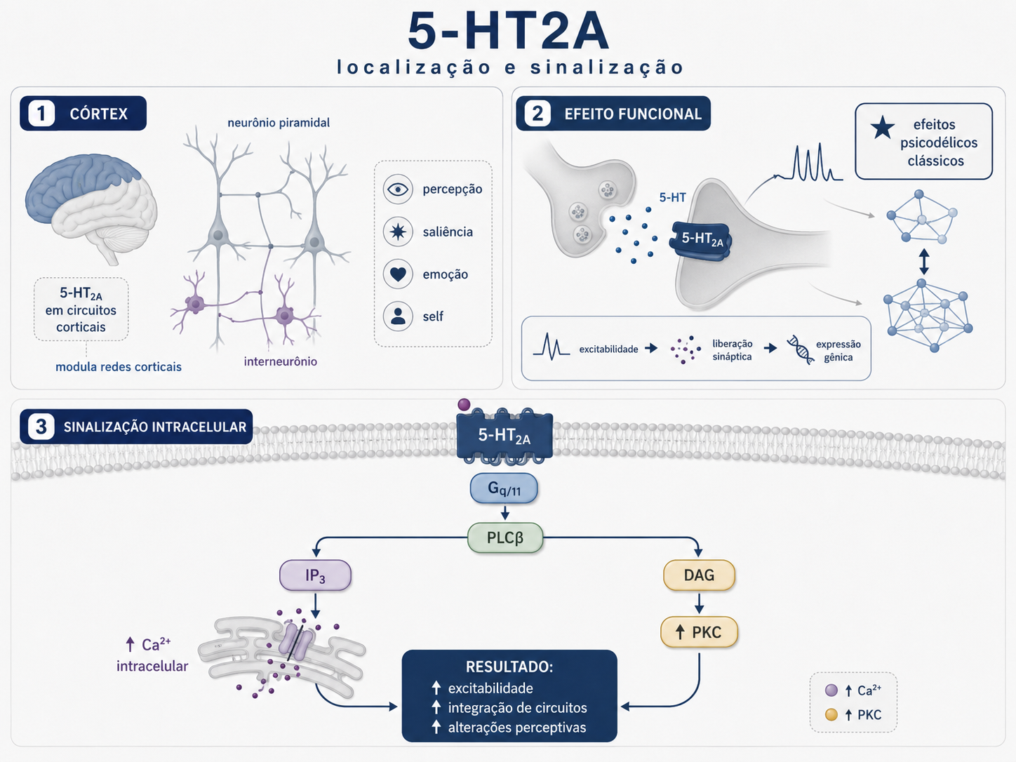 Diagrama da localização e sinalização do receptor serotoninérgico 5-HT2A