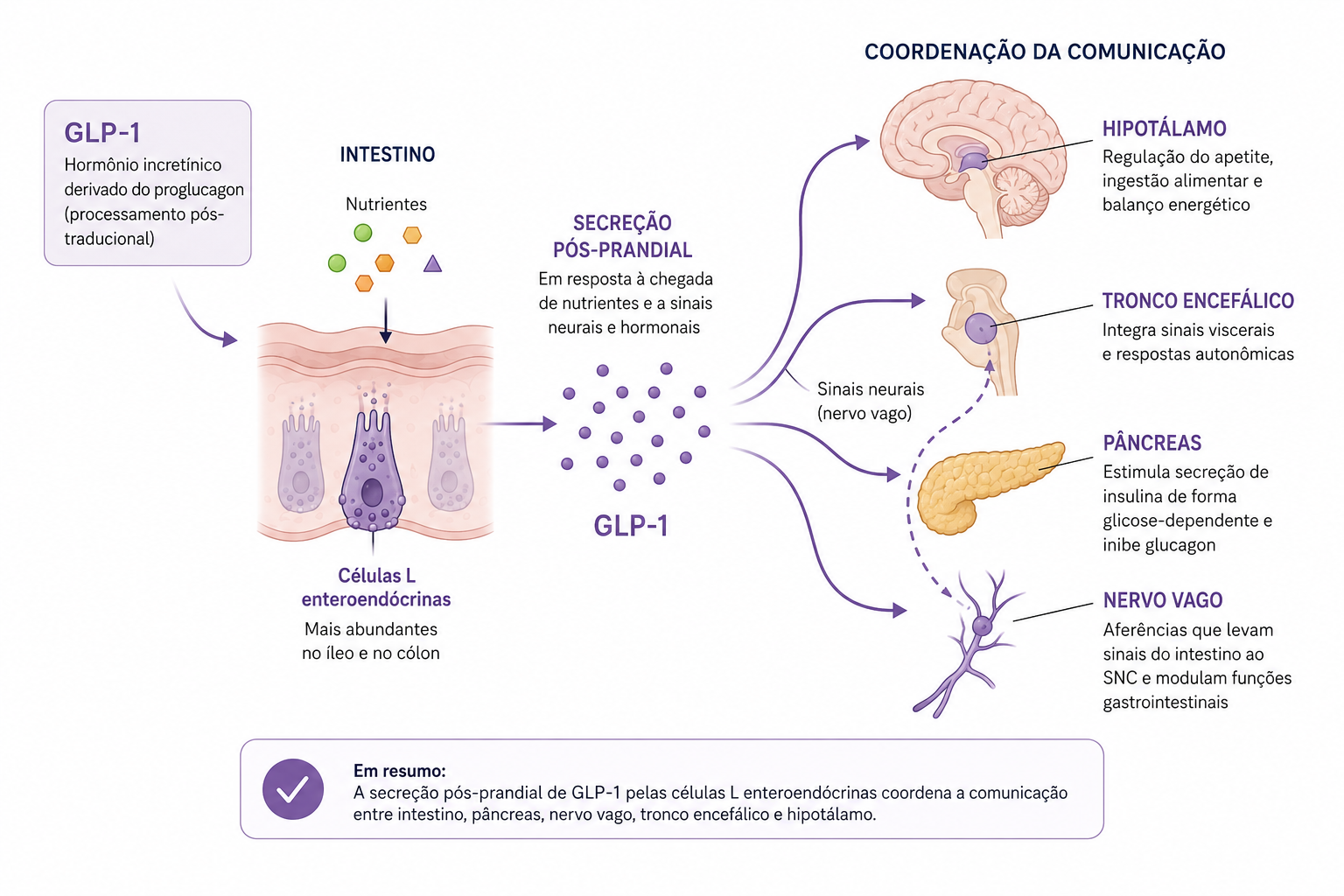 Infográfico sobre ação do GLP-1 nas células L enteroendócrinas e comunicação entre intestino, pâncreas e cérebro